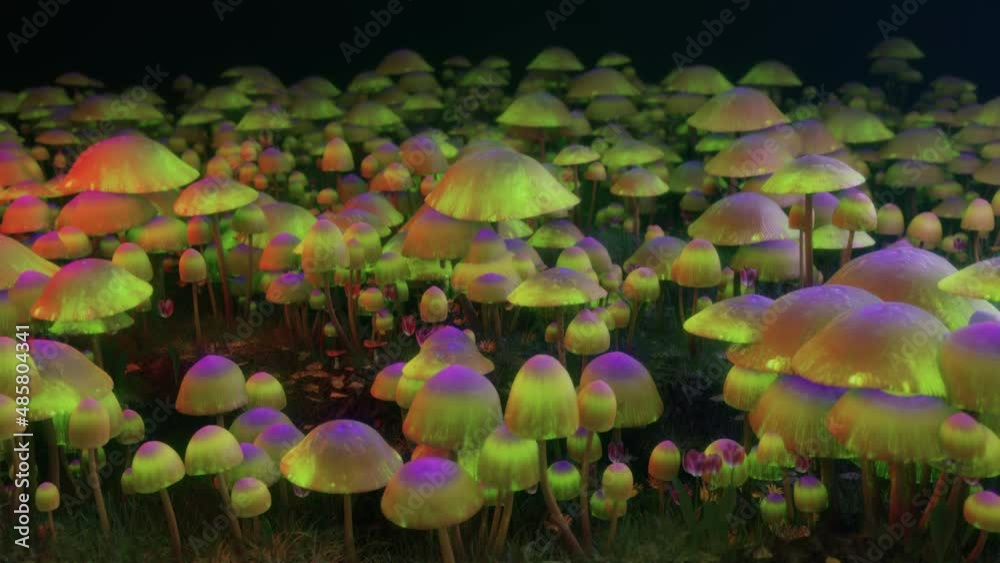 Buy Magic Mushrooms Online Czechia