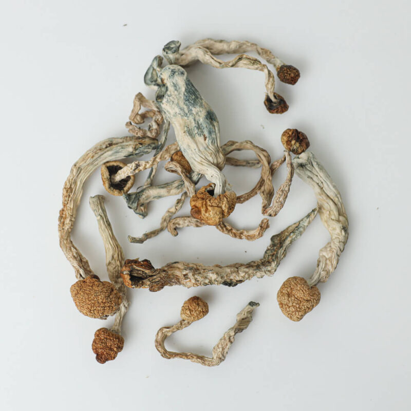 Buy Golden Teacher Mushroom Online Czechia