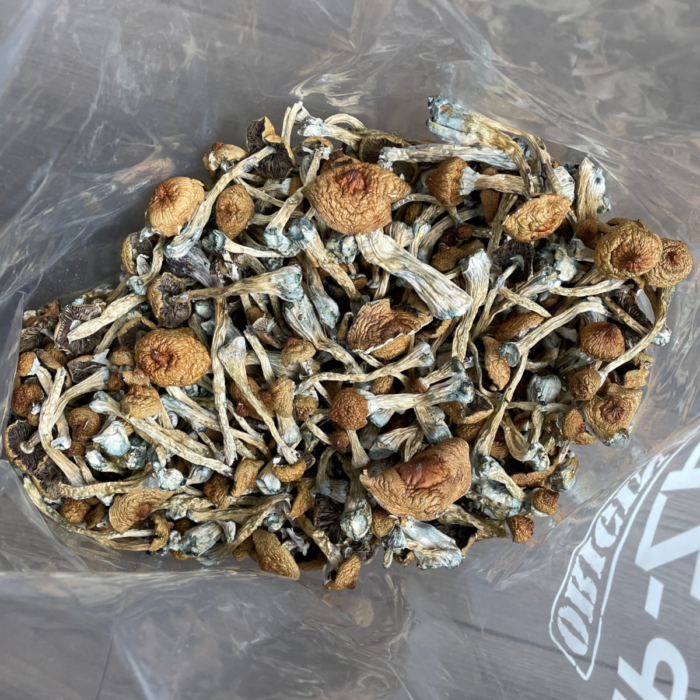 Buy Liberty Cap mushroom in Czechia